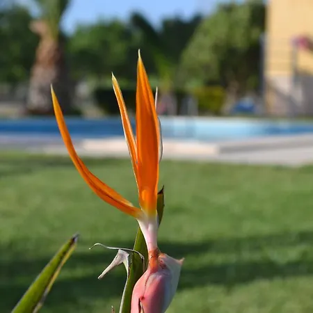 Adriana 3* Комизо